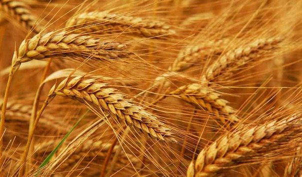 Aqmolanyń astyǵyna suranys mol