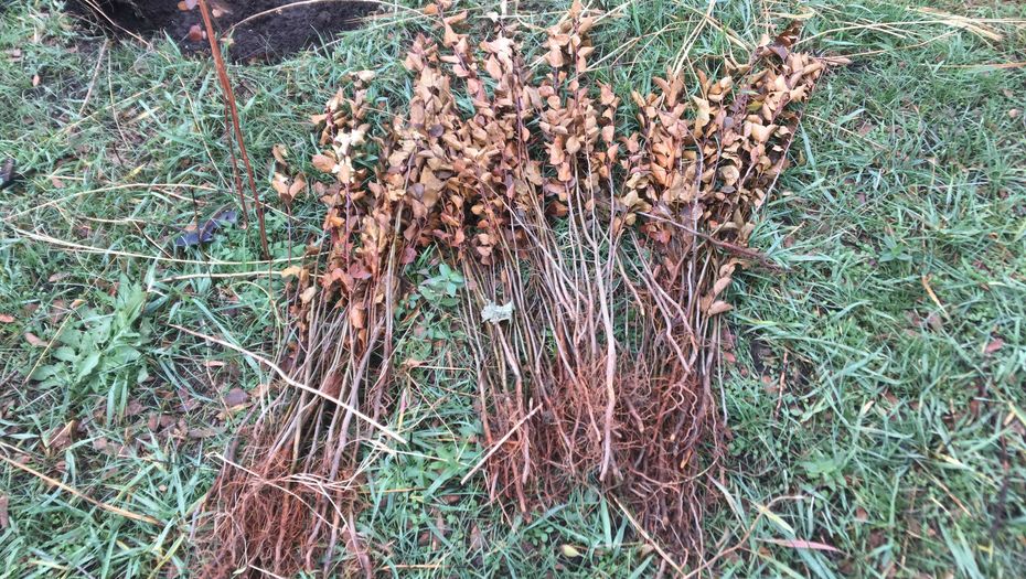 Kóktóbedegi kóshetter kókteı soldy