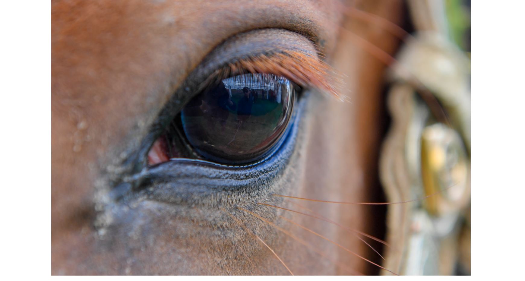 Jylqynyń jaıyn kim oılar?!
