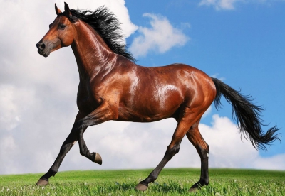 Sáıgúliktiń synyn bilgen el edik...