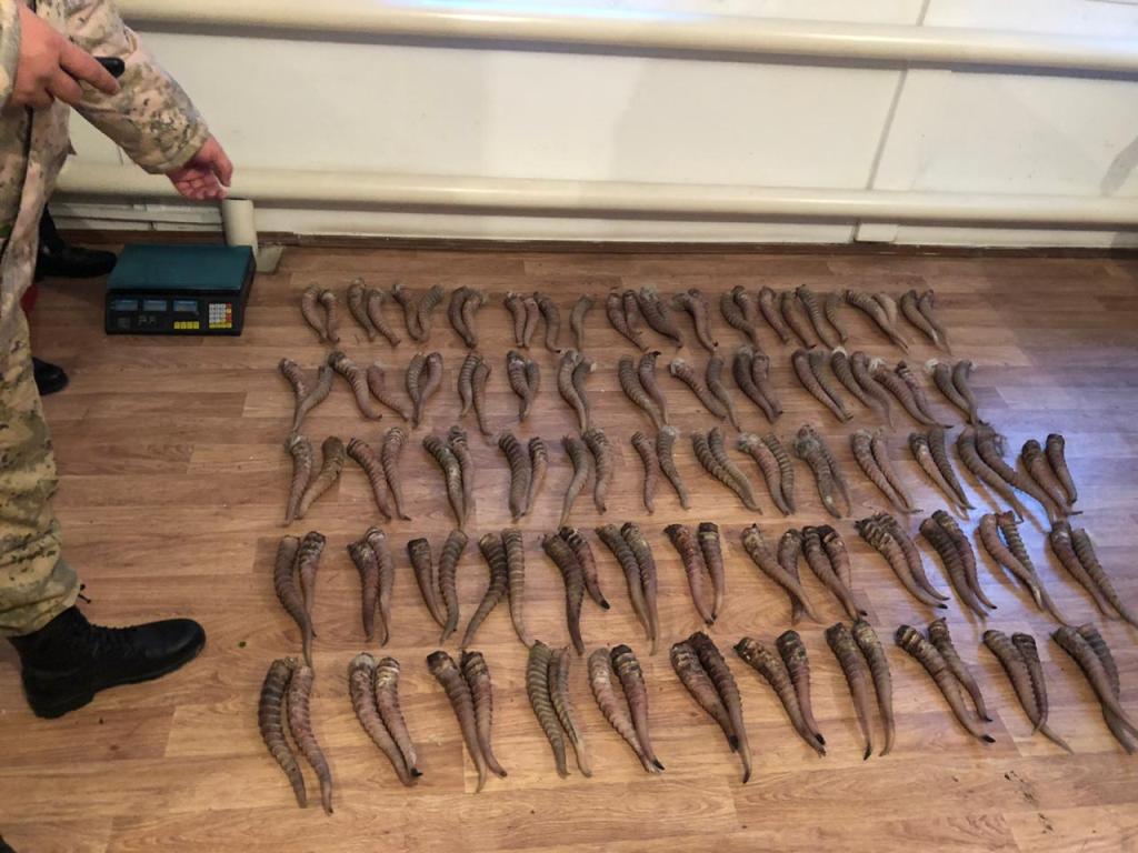 Kıik múıizin shekaradan alyp ótpek bolǵan Reseı azamaty ustaldy