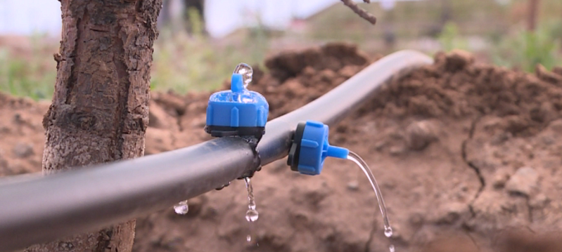 Jańa júıe jasyl jelekti jaıqalta ala ma?