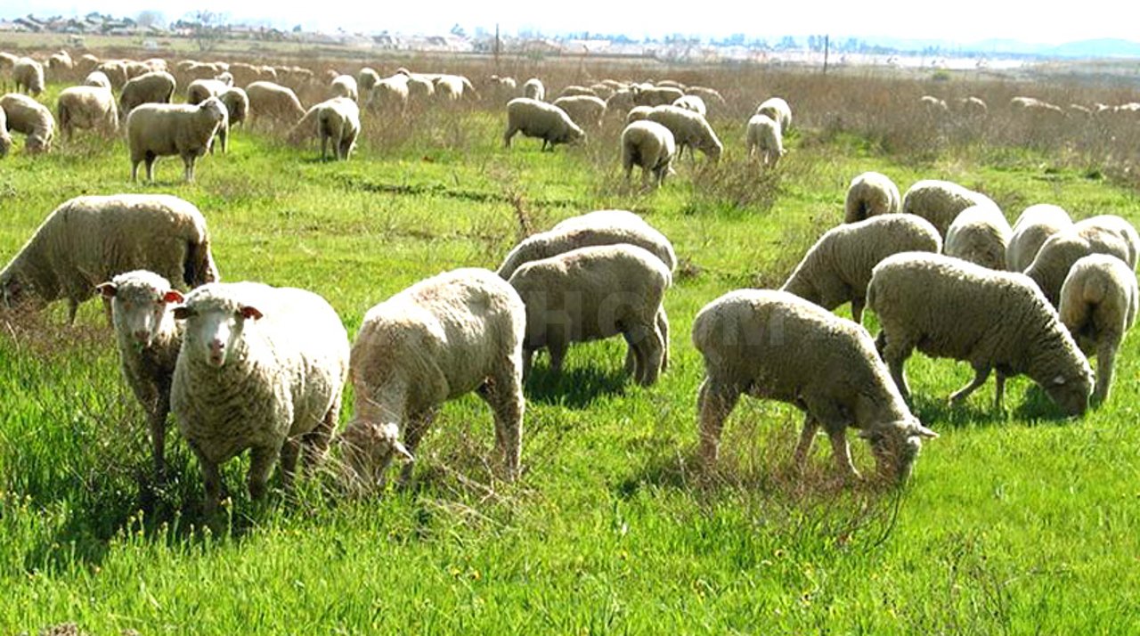 Qoıdy kompıýtermen baǵady – Túrkistandyq shopandar mal jaıýdyń jańa tásiline kóshti