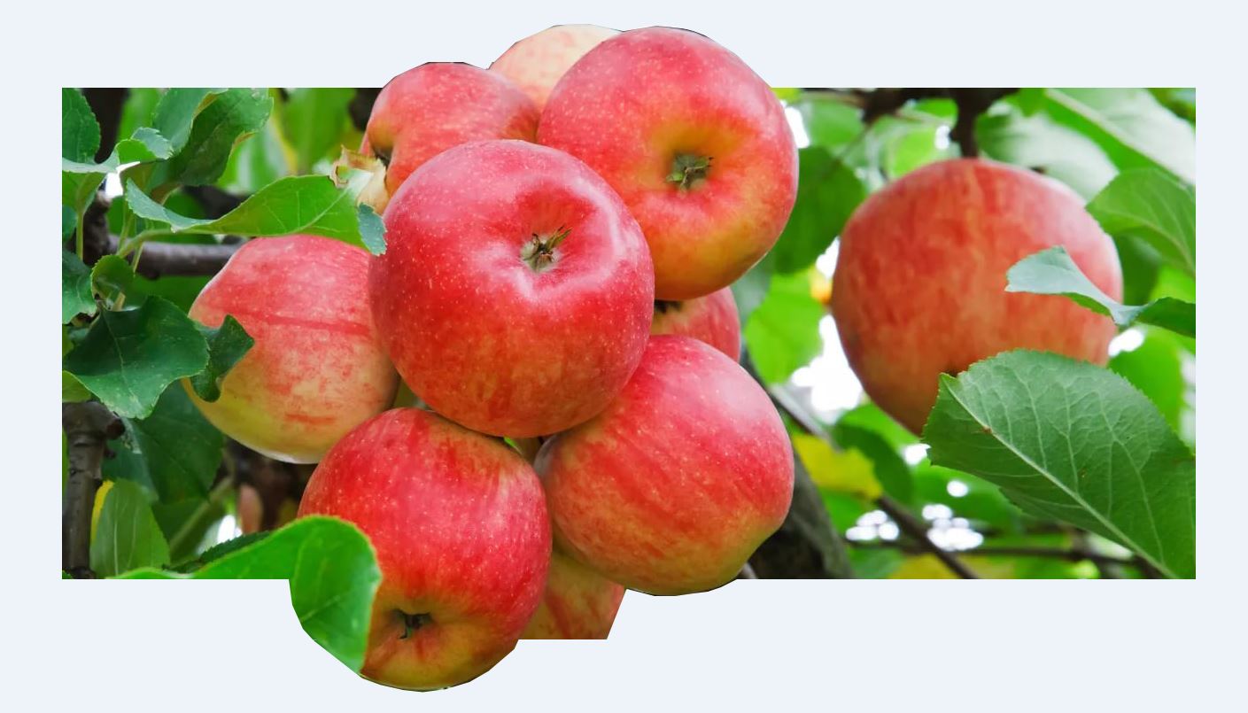 Jaqsydan jasyl baq qalar