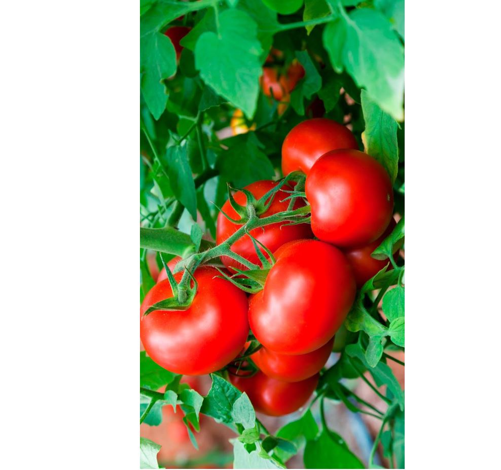 Qaradalanyń qyzanaǵy – Reseıge eksporttalady