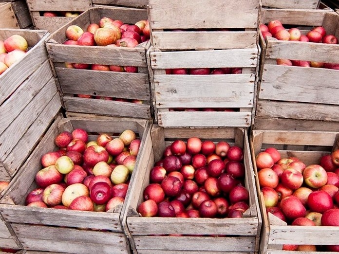 Almaty oblysynda 3600 tonna jemis syıatyn qoıma ashyldy