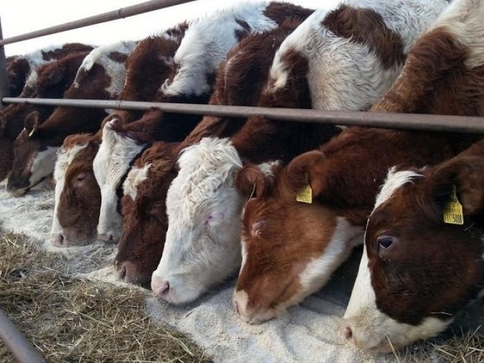 Mal baqqanǵa bitedi...