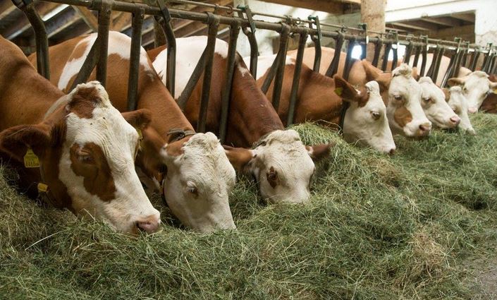 Aýyl sharýashylyǵy mınıstrligi mal eksportyn toqtatty