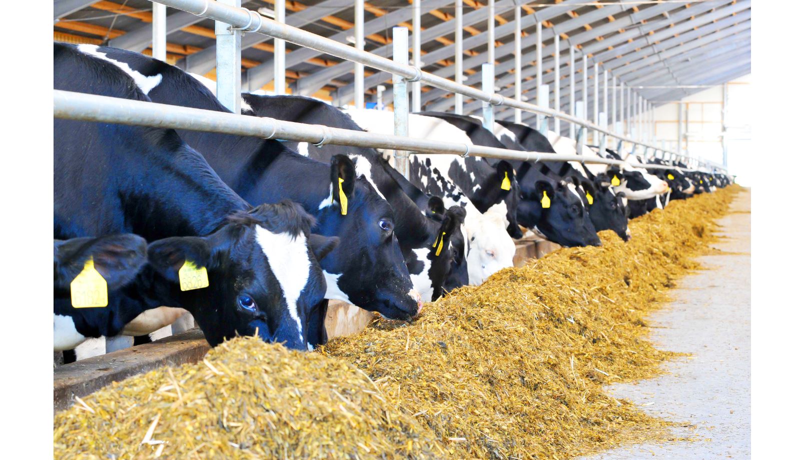 Mal eksportyna nege tyıym salyndy?