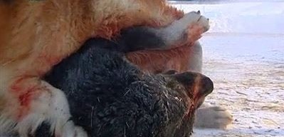 Qatygezdik qaıdan shyǵady?!