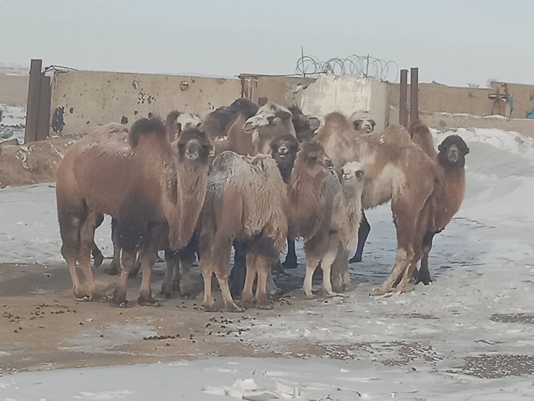 Baıanaýylǵa barǵan túıe batystyki me?!