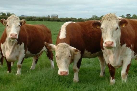 Aqbas sıyrdan artyǵy joq