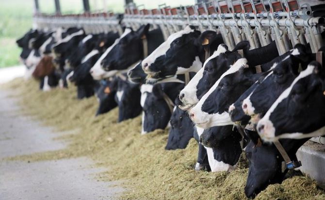 Tiri maldy satý - tıimsiz