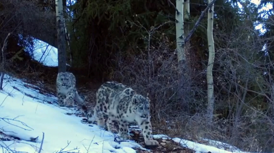 Kamera aldynda oıqastaǵan qar barysy