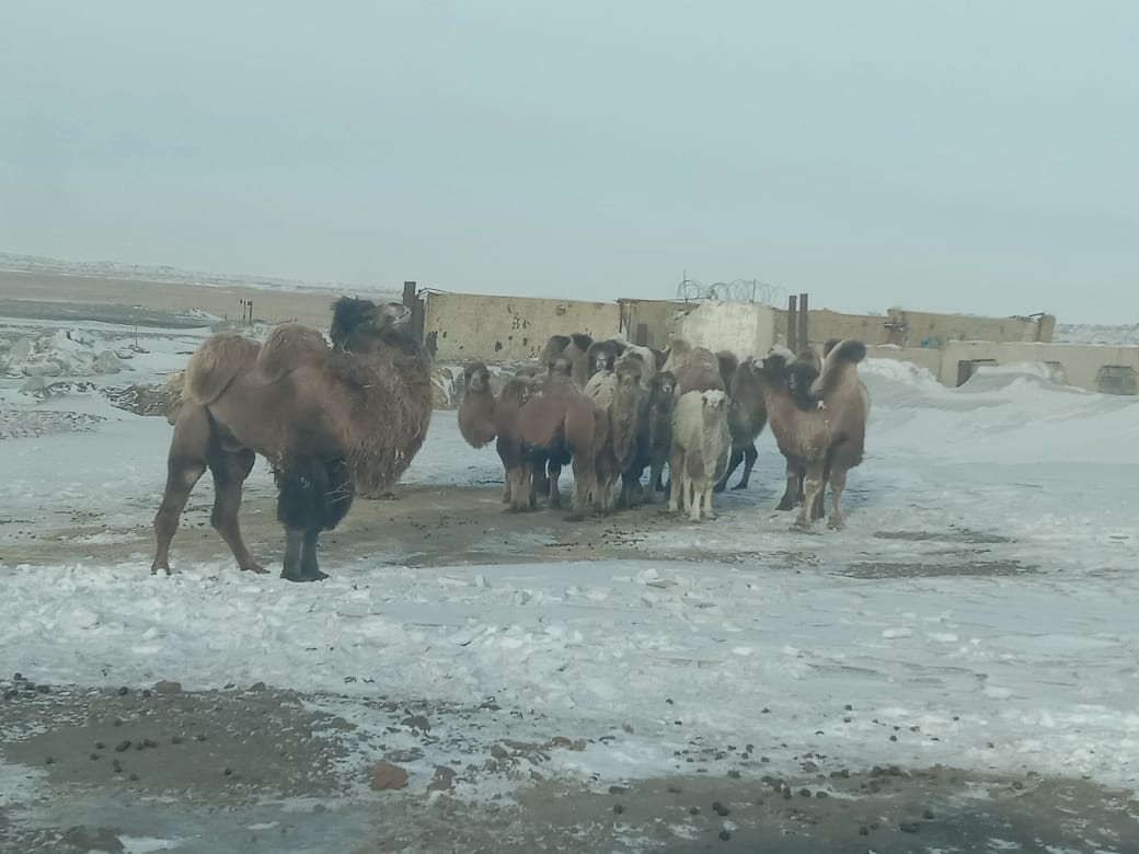 Jaıaý Musanyń eline «jaıaý barǵan» túıeler