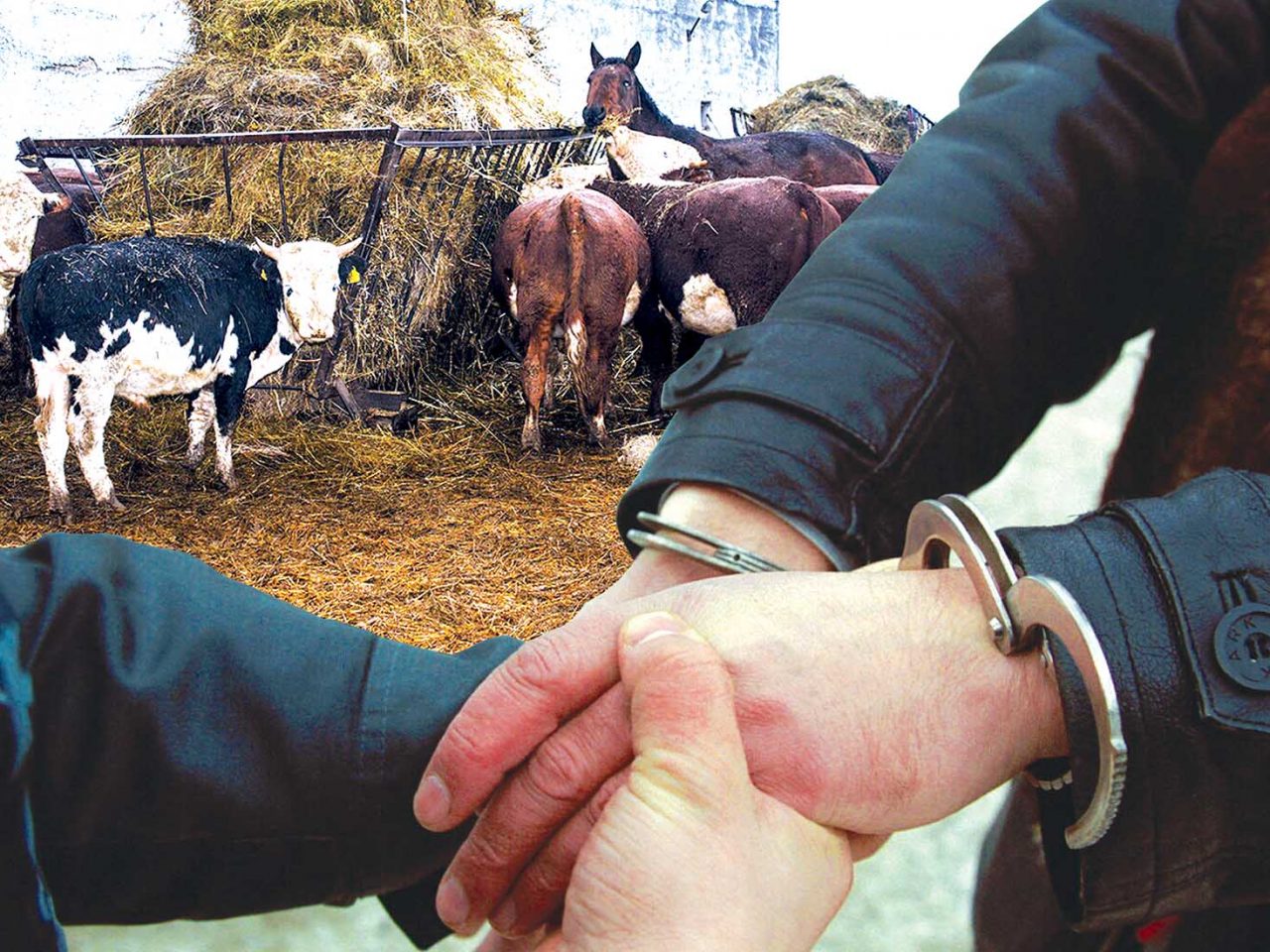 Mal urlaǵandar qatań jazalanady