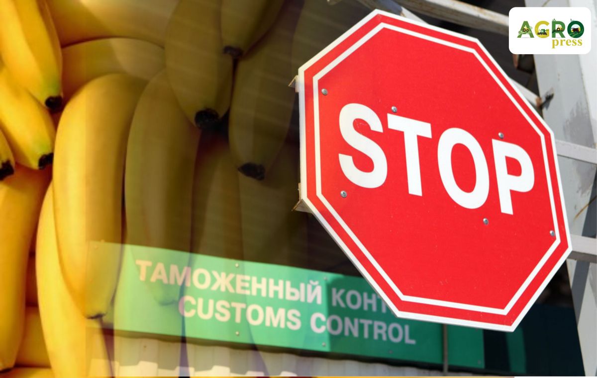 AShM ınspektorlary reseılik 81 tonna banan ónimderin ótkizbedi