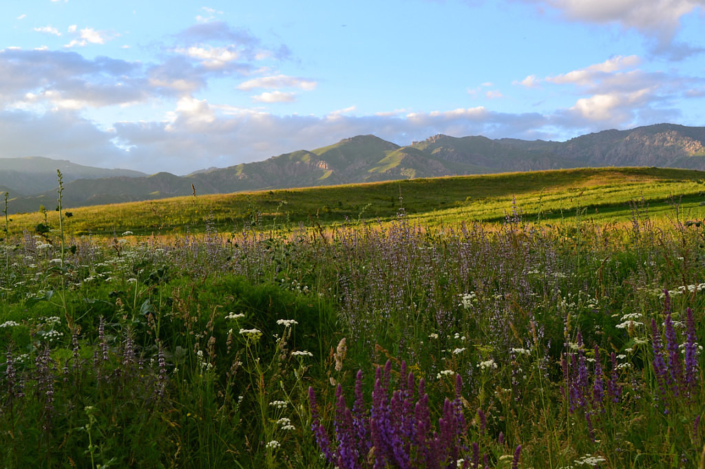 Tarbaǵataıda dárilik shópter kóp