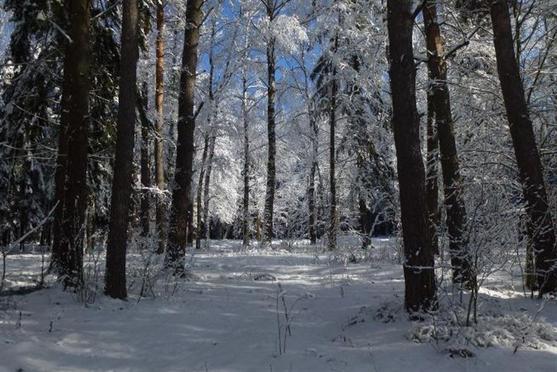 Ań-qus ta aman bolsynshy