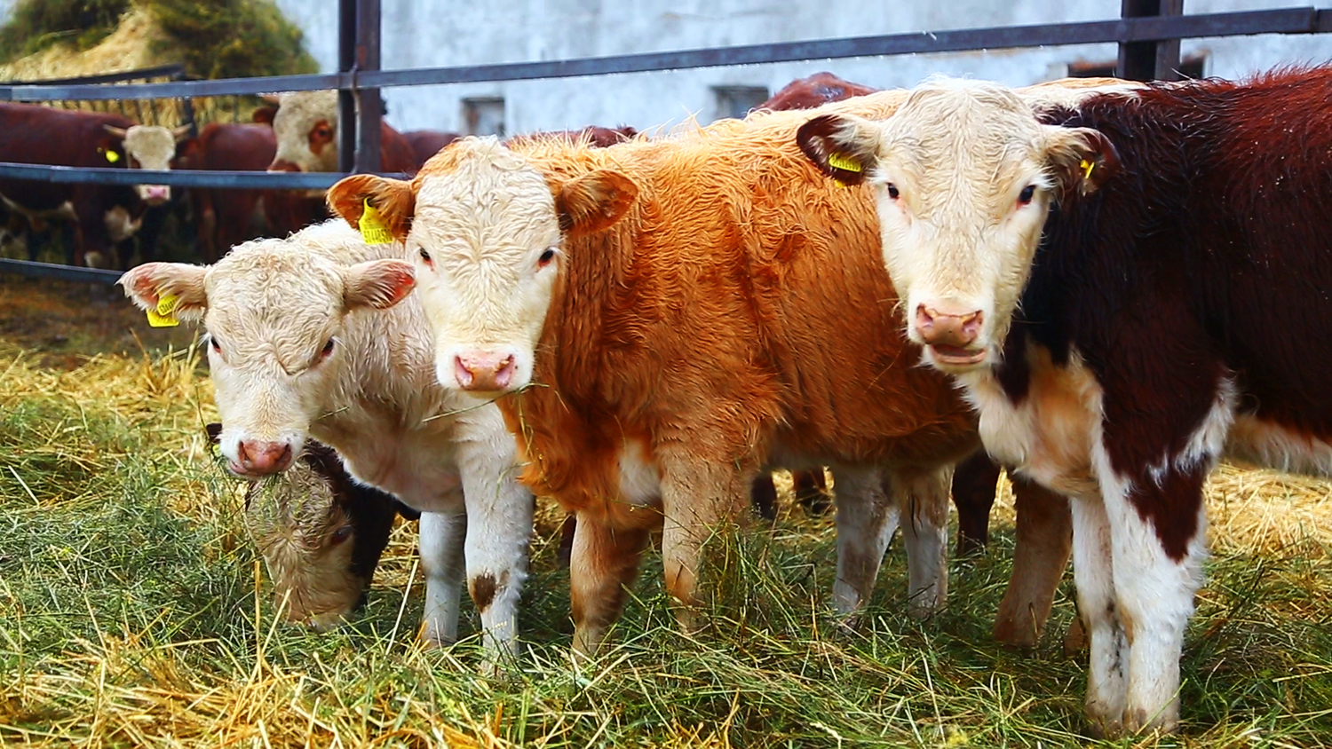 Aýyl arasha surap tur