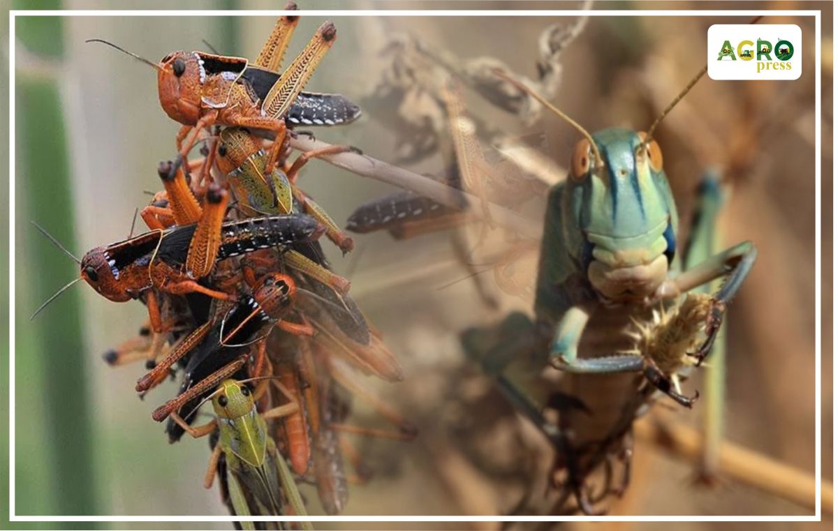 Shegirtke zııankesterimen kúres boıynsha jumystar bastaldy