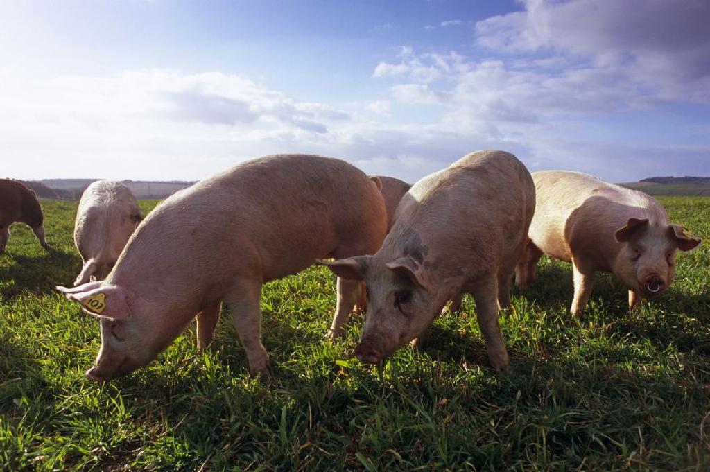 Talpaq tanaý da tabys kózi