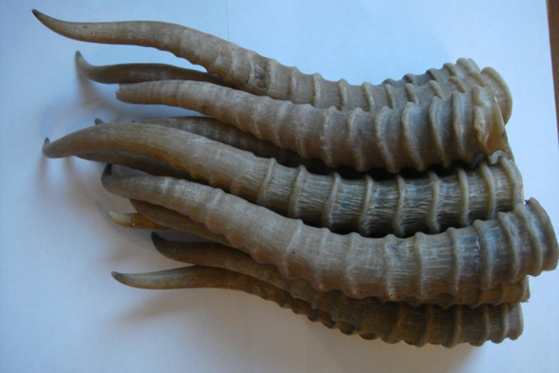 Qyzylorda: Kıik múıizi kúdik týdyryp otyr