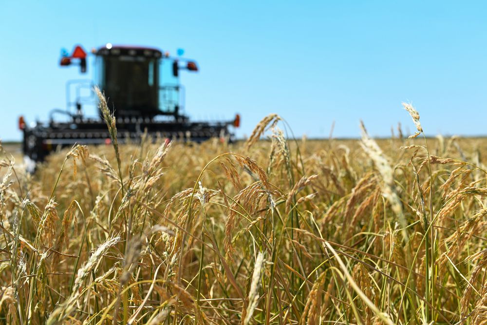 Qyzylorda: Agroónerkásiptik keshen ónimi eksporty ulǵaıdy
