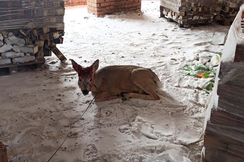 Elordany kezgen elik ustaldy