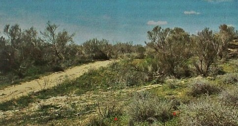 Jambyl óńirinde zańsyz aǵash kesýdiń 17 deregi anyqtalǵan