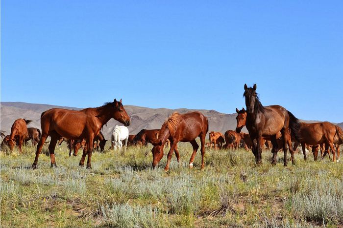 Qaraýsyz malǵa ury qas