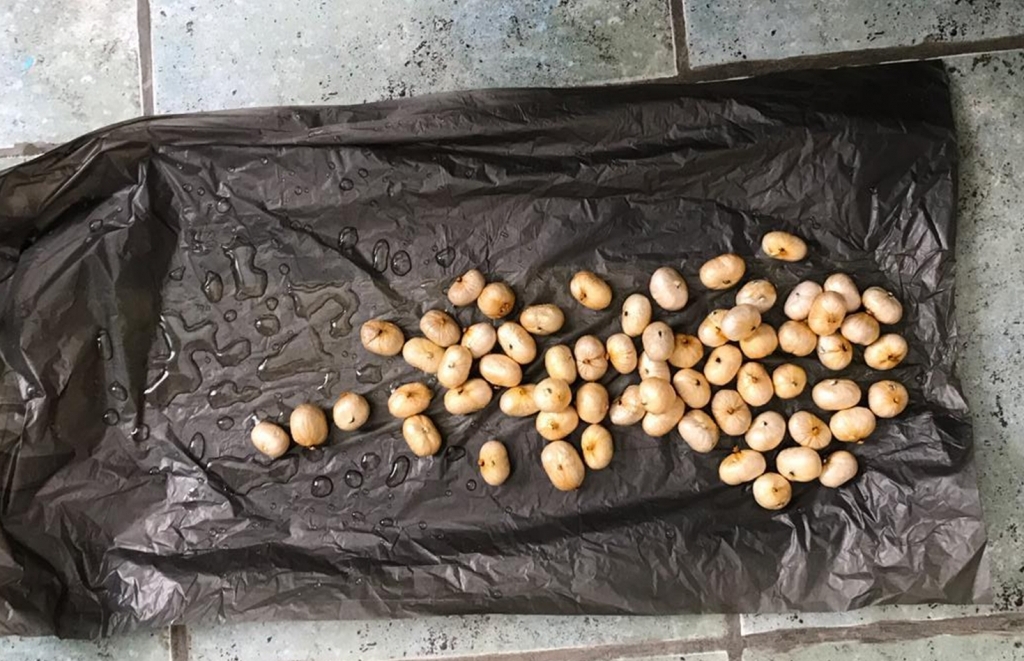 Aqtaý áýejaıynda iri mólsherde geroın tasymaldaǵandar ustaldy