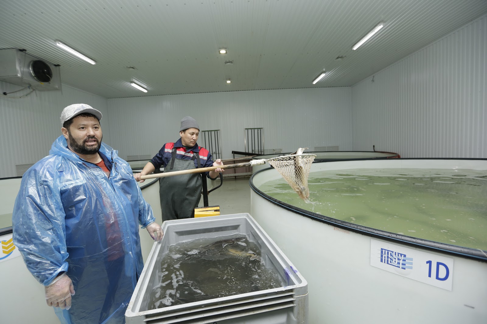 Atyraý oblysynda balyq ónerkásibi damýda