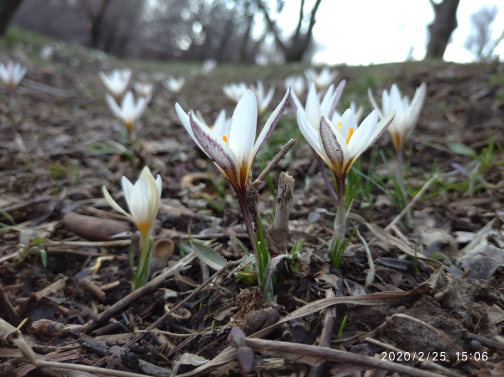 Naýryz aıyna arnalǵan aýa raıy boljamy