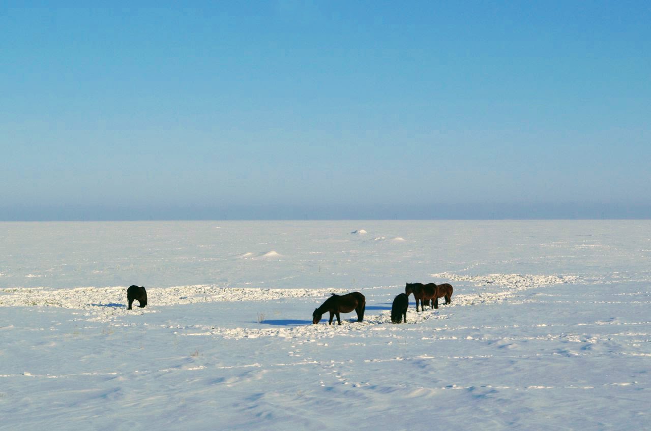 Soltústik polıseıleri eki mal urlyǵyn ashty