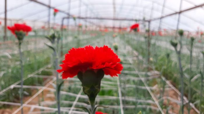 Qazyǵurttyq sharýa gúl ósirip, tabys tabýda