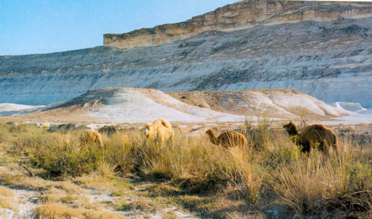 Mańǵystaýǵa qyzyǵýshylyq tanytqan týrıster sany artyp keledi