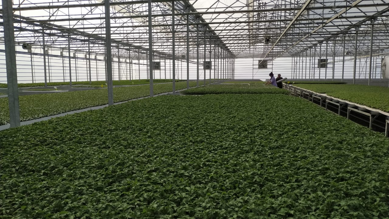 Túrkistan: «Agro Tur» jylyna 6 mln túp kóshet ósiredi