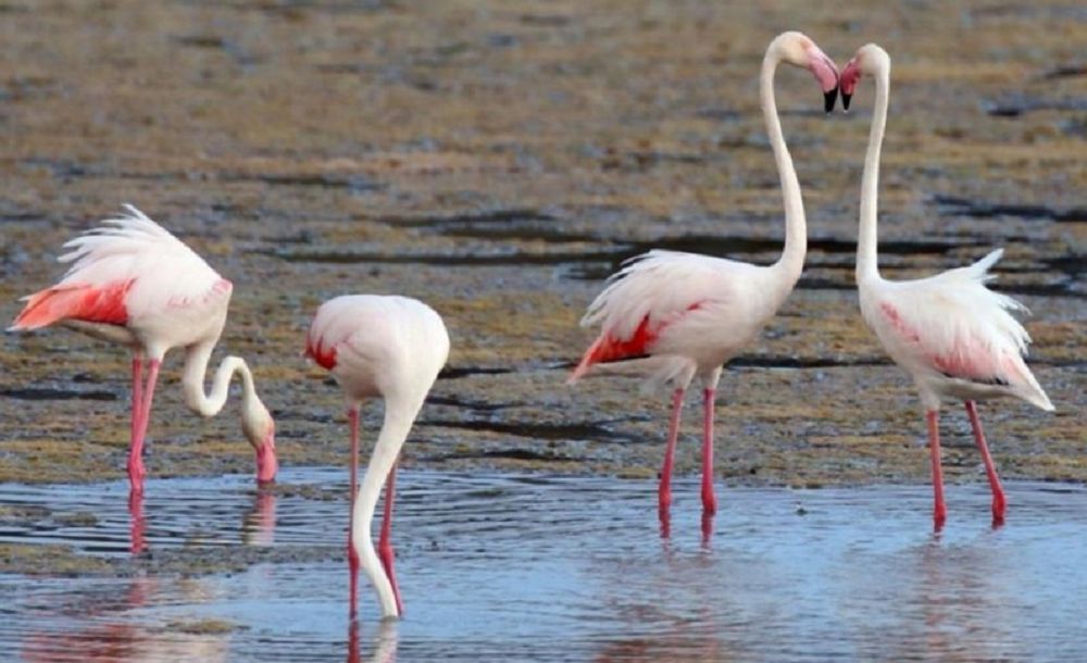 Týrıst kóbeıse, brakoner azaıady