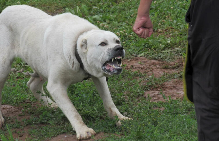Qyzylorda: Polıseıler balany qapqan ıtti atyp óltirdi