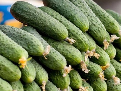 AShM ınspektorlary Irannan kelgen qaýipti 62 tonna qııardy joıdy