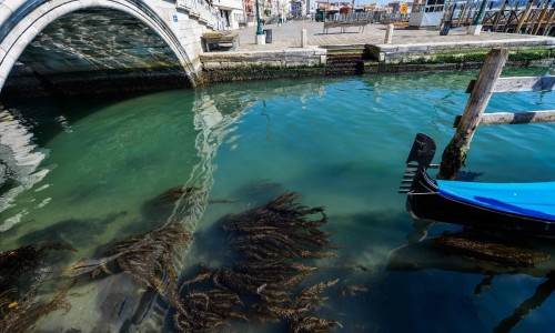 Venesııada tabıǵat qaıta kórkeıdi