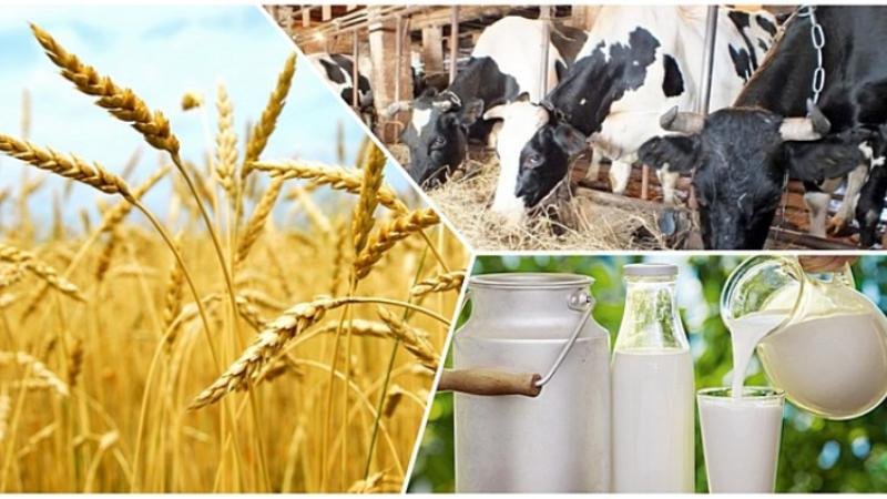 Agroónerkəsiptik keshen jəne tamaq ónerkəsibine basymdyq beriledi