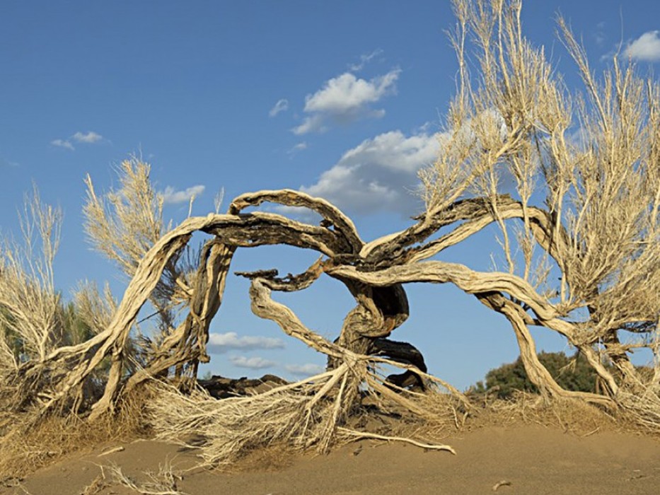 Mańǵystaýda janýarlar dúnıesi men tabıǵı ortany qorǵaý jumystary júıeli júrgizilýde