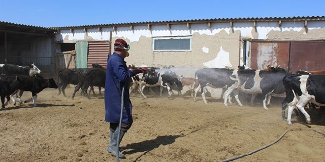 Túrkistan: Kenege qarsy kúres bastaldy