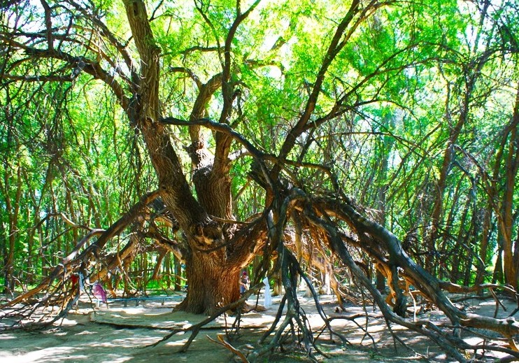 Áýlıeaǵash týraly áńgime