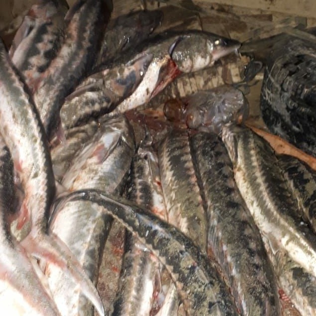 Qaraqııada zańsyz bekire tuqymdas balyq saýdalaǵandar ustaldy