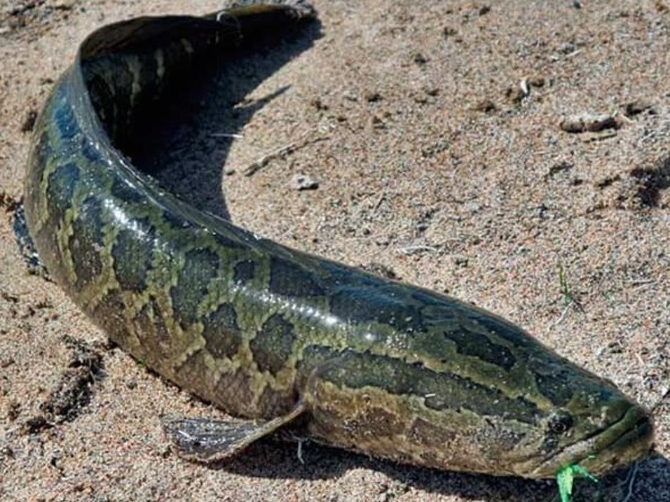 Syrdarııaǵa jylanbalyq qaıdan kelgen?