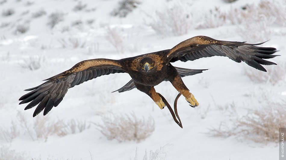 Qyran qustyń syny (etnografııalyq paıym)
