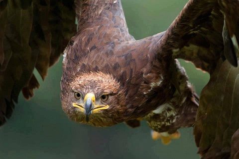 Qyran búrkittiń múshe syny (etnografııalyq paıym)